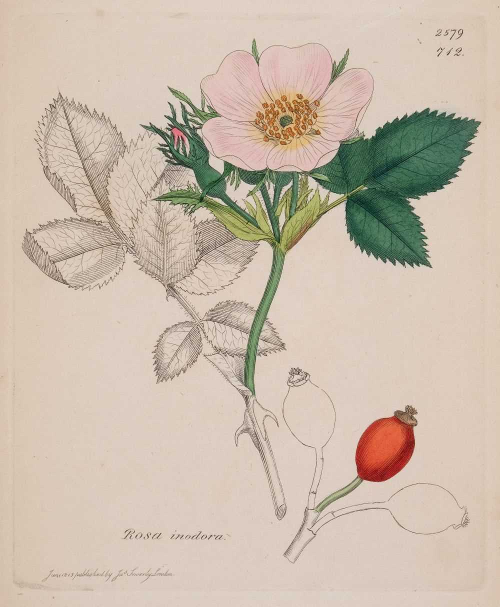 Lot 149 - Sowerby (James). A collection of