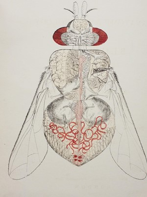 Lot 373 - Natural History. A collection of late 19th & early 20th century natural history reference