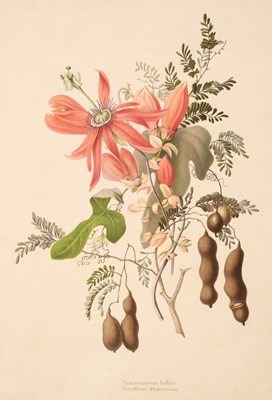 Lot 75 - Eden, Emily. Flowers from an Indian Garden, second series, Breidenbach & Co, circa 1850