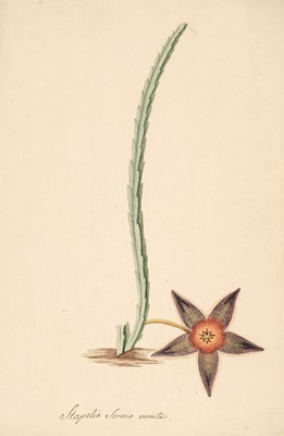 Lot 263 - Botanical Watercolour. Study of Succulents, early 19th century