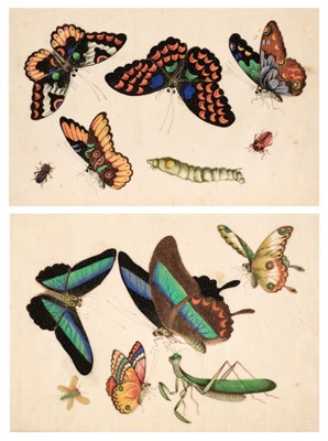 Lot 53 - Chinese Export School. Album of mainly butterfly pith paintings, circa 1850