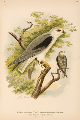 Lot 85 - Naumann (Johann Andreas). Naturgeschichte der Vogel Mitteleuropas, 12 volumes, 1897-1905