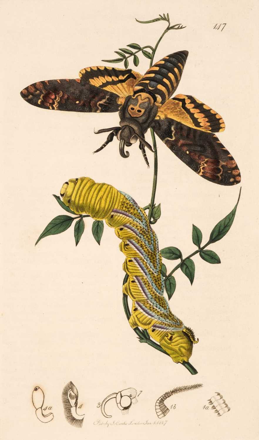 Lot 247 - Curtis (John) British Entomology, 16 volumes