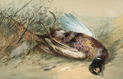 Lot 267 - Cruickshank (William, 1848-1922). Shot Pheasant in a Landscape, late 19th century