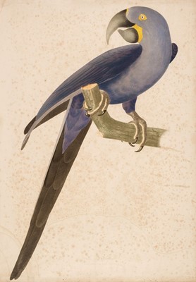 Lot 74 - Descourtilz (Jean-Theodore). Ornithologie Brésilienne, part 1 only, 1854