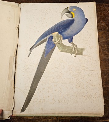 Lot 74 - Descourtilz (Jean-Theodore). Ornithologie Brésilienne, part 1 only, 1854