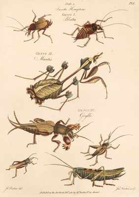 Lot 153 - Barbut (Jacques). Les Genres des Insectes de Linne, 1781