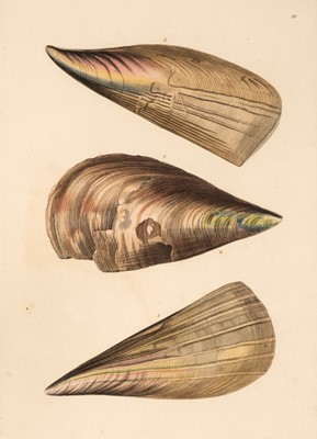 Lot 187 - Turton (William). Conchylia Insularum Britannicarum, 1822