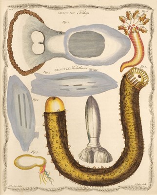 Lot 155 - Barbut (Jacques). Les Genres des Insectes de Linne, 1st edition, 1781