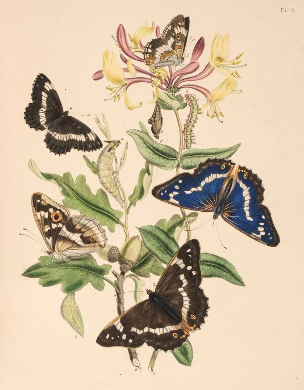 Lot 168 - Humphreys (Henry Noel & John Obadiah Westwood), British Butterflies, 1841
