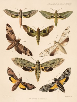 Lot 158 - Butler (A.G.). Revision of the Heterocerous Lepidoptera of the Family Sphingidae, 1876