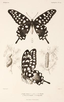 Lot 163 - Grandidier (A.). Histoire Physique, Naturelle et Politique de Madagascar, v.18 & 19: Histoire Naturelle des Lépidoptères, 1885-1886
