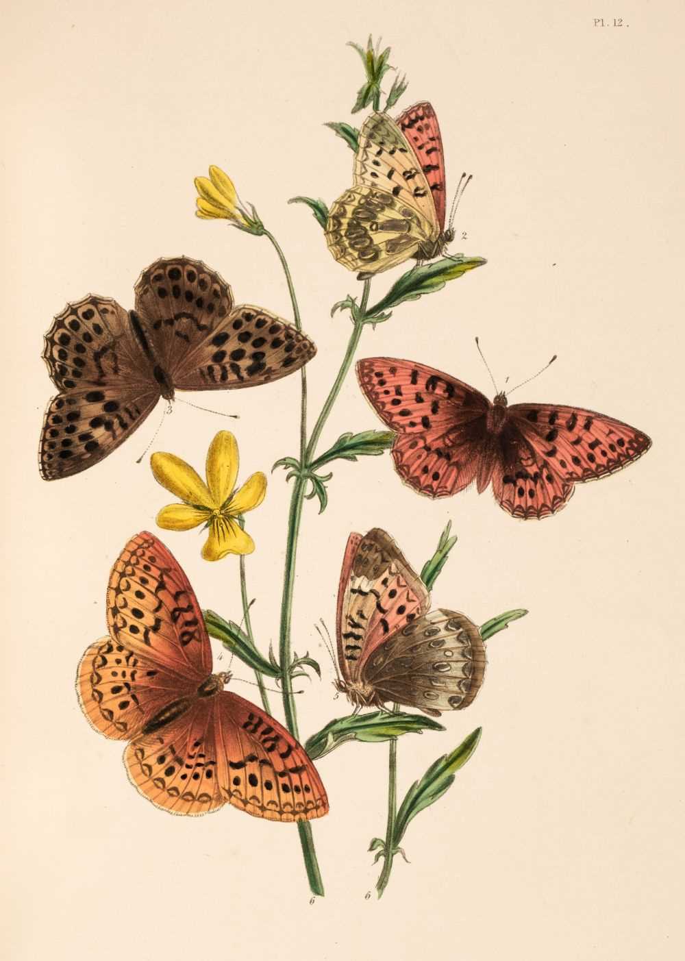Lot 169 - Humphreys (Henry Noel & John Obadiah Westwood). British Butterflies, 1841
