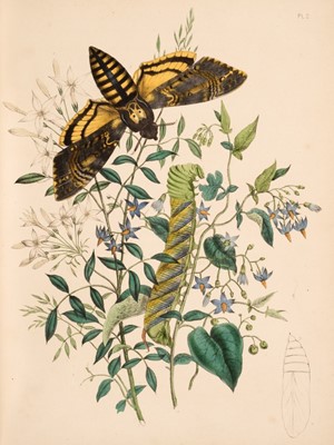 Lot 170 - Humphreys (Henry Noel & John Obadiah Westwood). British Moths, 2 volumes, 1843-45