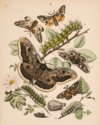 Lot 176 - Kirby (William F.) European Butterflies and Moths, 1898