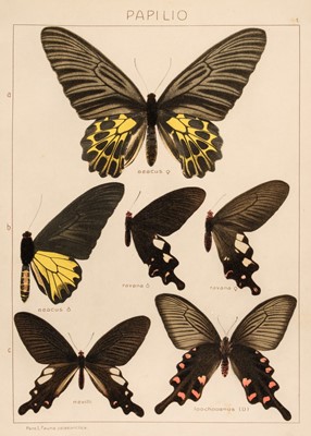 Lot 184 - Seitz (Adalbert). The Macrolepidoptera of the World, volume I, 1909