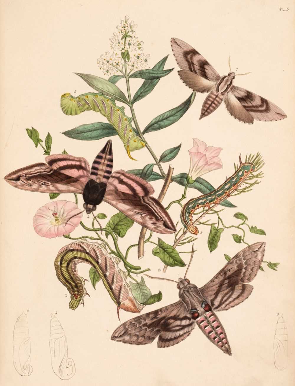 Lot 167 - Humphreys (Henry Noel & John Obadiah Westwood) British Moths, 2 volumes 1843-45