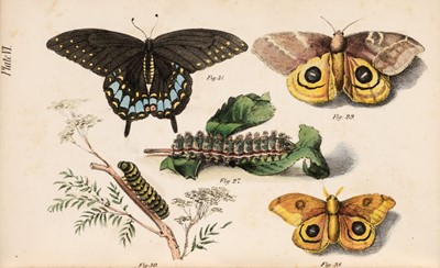 Lot 173 - Jaeger (B. & Preston, H.C.). The Life of North American Insects, published for the Author