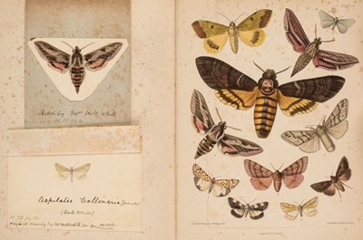 Lot 175 - Kirby (William F.). European Butterflies and Moths, London: Cassell, Petter, Galpin & Co., 1882