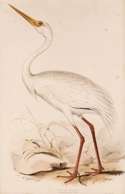 Lot 167 - Lear (Edward). White Crane [and] Numidian Demoiselle [1832 - 37]