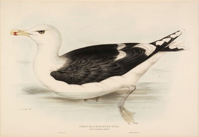 Lot 164 - Lear (Edward). Great Black-Backed Gull, Audouin's Gull, & Glaucous Gull [1832 - 37]