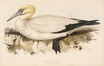 Lot 163 - Lear (Edward). Black Tailed Gannet. Sula melanura [1832 - 37]