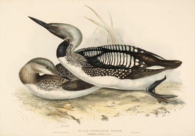 Lot 156 - Gould (J. & E.). Black-Throated Diver & Red-Throated Diver [1832 - 37]