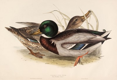 Lot 155 - Gould (J & E). Eight lithographs of Ducks [1832 - 37]