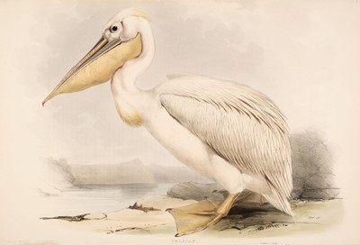 Lot 165 - Lear (Edward). Pelican, printed by C. Hullmedel [1832 - 37]