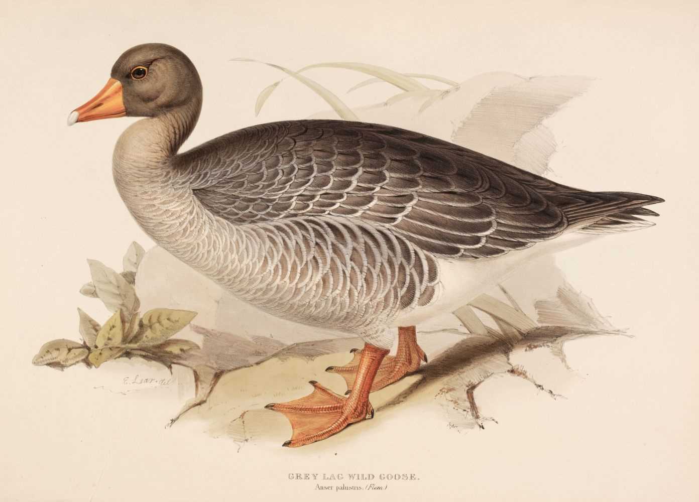 Lot 166 - Lear (Edward). Three lithographs of Geese [1832 - 37]