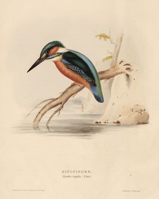 Lot 52 - Gould (John). The Birds of Europe, Insessores, Volume 2 (only), 1837
