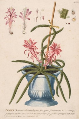 Lot 147 - Ehret (G. D.). Cereus minimus scandens polygonus spinosissimus flore purpureo, [1750 - 73]