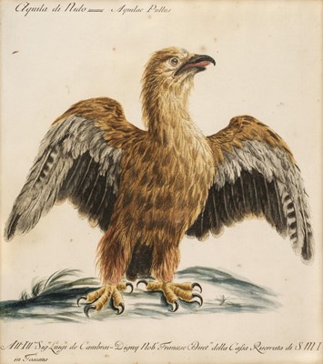 Lot 169 - Manetti (Saviero). Four engravings of Birds, Florence [1767 - 77]