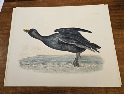 Lot 191 - Selby (John Prideaux). A collection of six etchings of Ducks [1819 - 34]