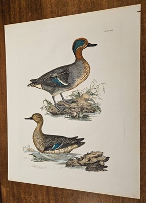 Lot 191 - Selby (John Prideaux). A collection of six etchings of Ducks [1819 - 34]