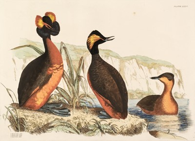Lot 194 - Selby (John Prideaux). Three etchings of Grebes [1819 - 34]