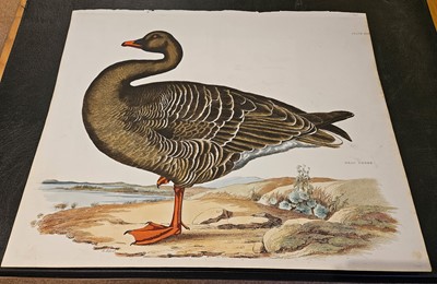 Lot 195 - Selby (John Prideaux). Two etchings of Geese [1819 - 34]
