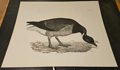 Lot 195 - Selby (John Prideaux). Two etchings of Geese [1819 - 34]