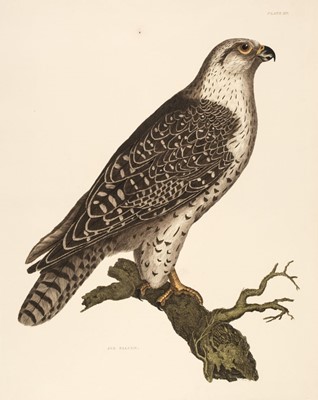 Lot 193 - Selby (John Prideaux). Six etchings of Birds of Prey [1819 - 34]