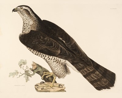 Lot 192 - Selby (John Prideaux). Five etchings of Birds of Prey [1819 - 34]