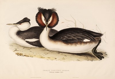 Lot 157 - Gould (J. & E.). Four lithographs of Grebes [1832 - 37]