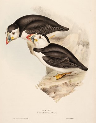 Lot 158 - Gould (J. & E.). Puffin & Northern Puffin [1832 - 37]