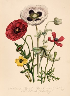 Lot 60 - Loudon (Mrs Jane). British Wild Flowers, 2nd. edition, William Orr & Co.  1849