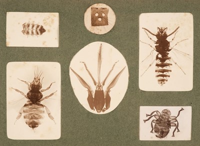 Lot 176 - Microphotographs. A small archive of microphotographs, mostly 1930s