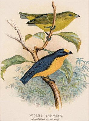 Lot 136 - Birds. A collection of approximately 230 prints, mostly 19th & early 20th century