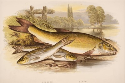 Lot 170 - Natural History. A collection of approximately 250 prints, mostly 19th & early 20th-century