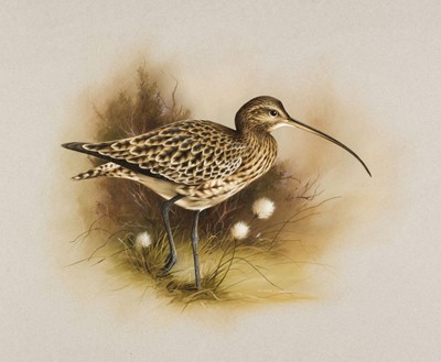 Lot 213 - Watson (Raymond C. 1935 - 94). Curlew, late 20th-century