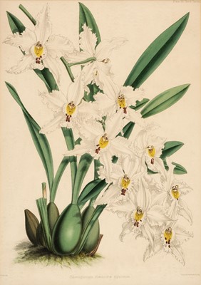 Lot 149 - Fitch (Walter Hood, 1817-1892). Thirteen lithographs of Orchids, Vincent Brooks Day & Son