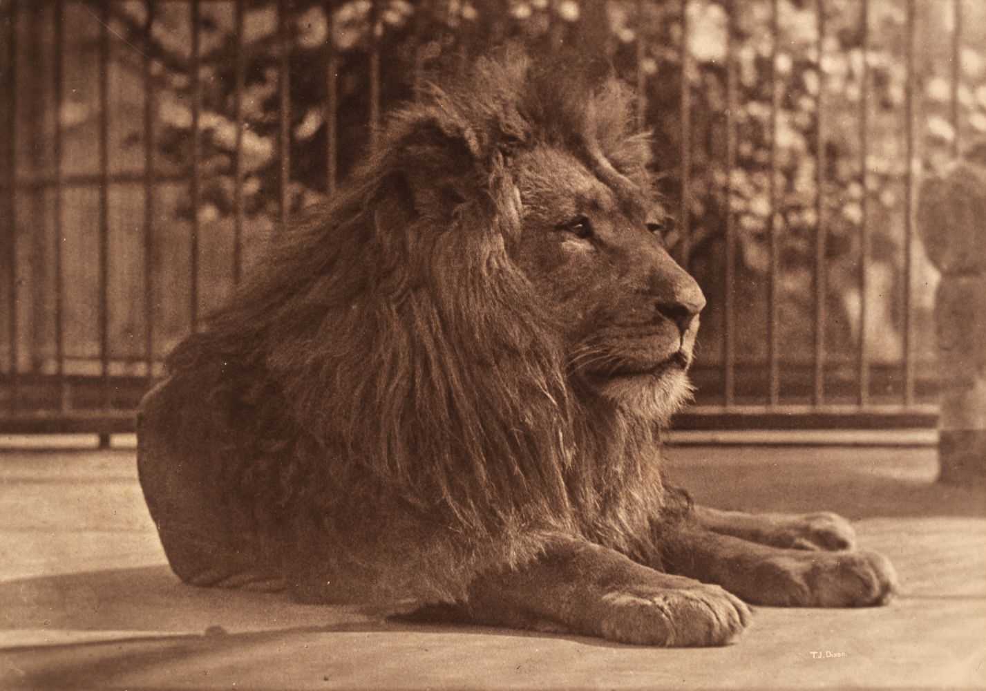 Lot 17 - Dixon (Thomas James, 1857-1943). Lion, London Zoo, 1880s, carbon print