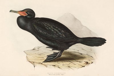 Lot 154 - Gould (J. & E.). Five lithographs of Cormorants [1832 - 37]